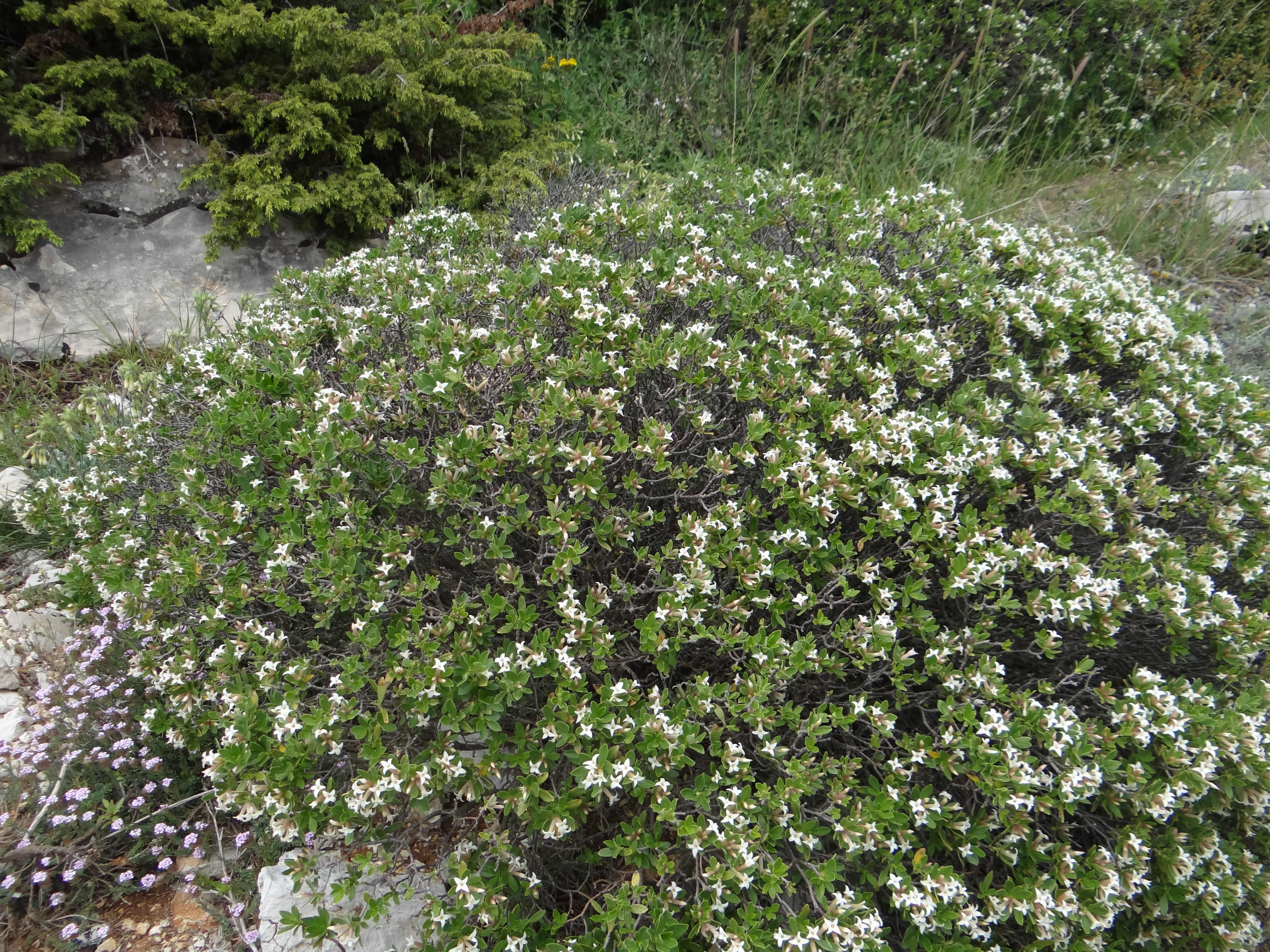 Daphne oleoides Screb.